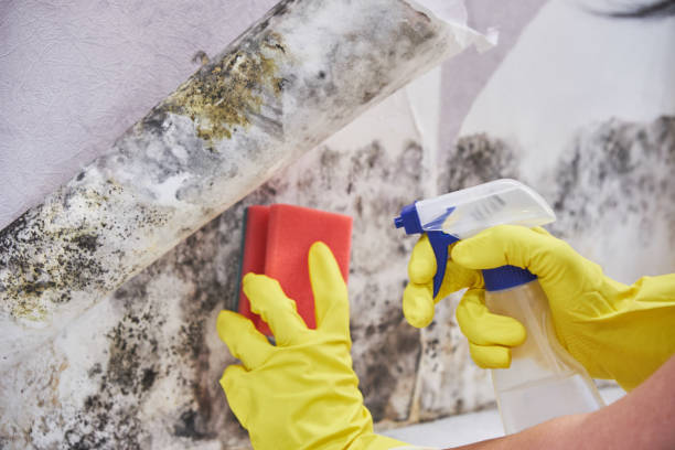 Trusted Bella Vista, AR Mold Inspection Experts